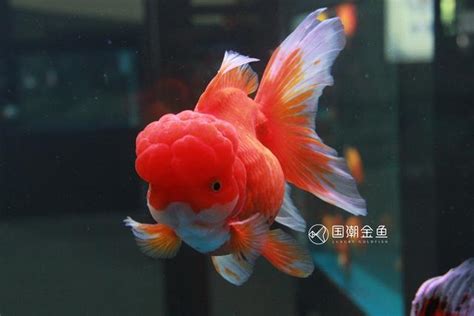 金魚可以混養嗎|【金魚混養】金魚混養指南：品種注意！哪些魚種能和金魚和睦相。